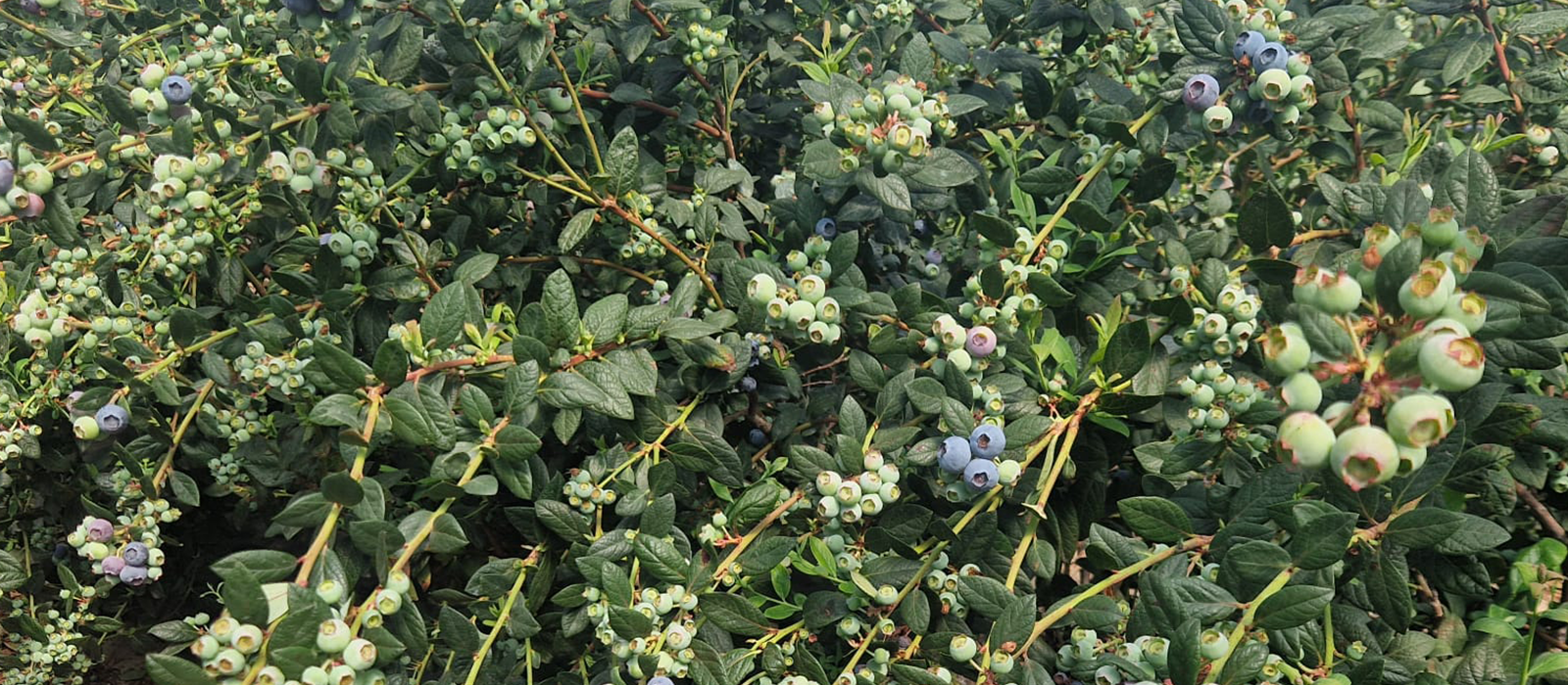 Mundo Azul DUNIA slider 1600 x700